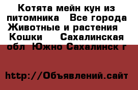 Котята мейн-кун из питомника - Все города Животные и растения » Кошки   . Сахалинская обл.,Южно-Сахалинск г.